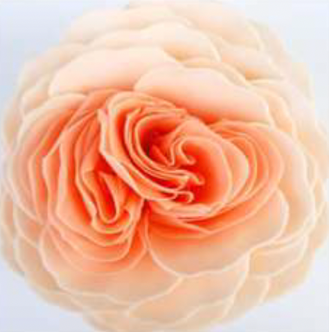 Garden Rose Soap