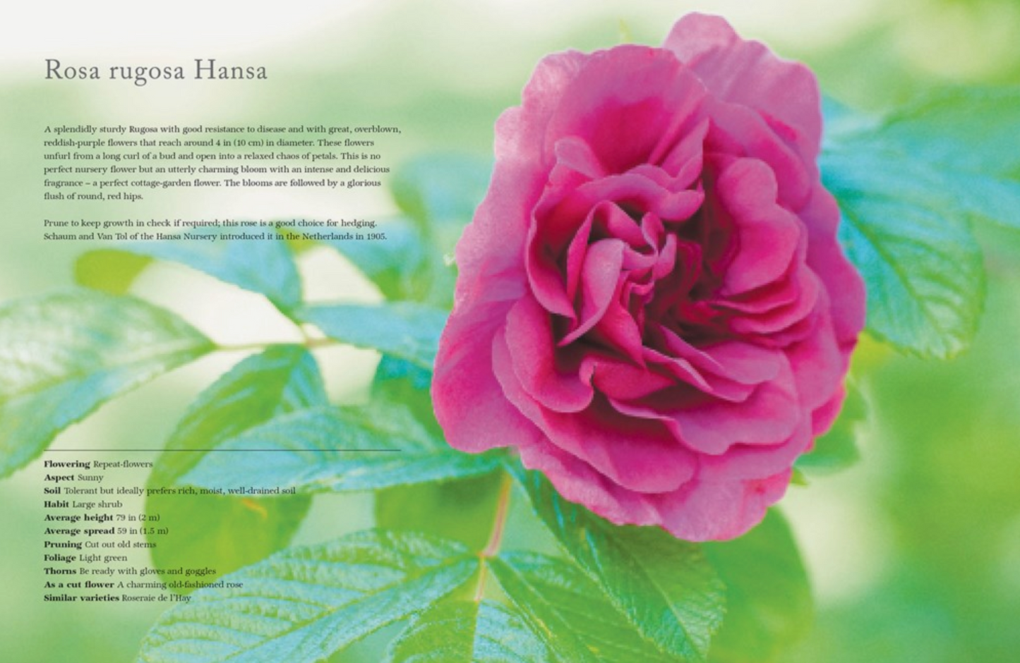 Vintage Roses: Beautiful Varieties For Home & Garden