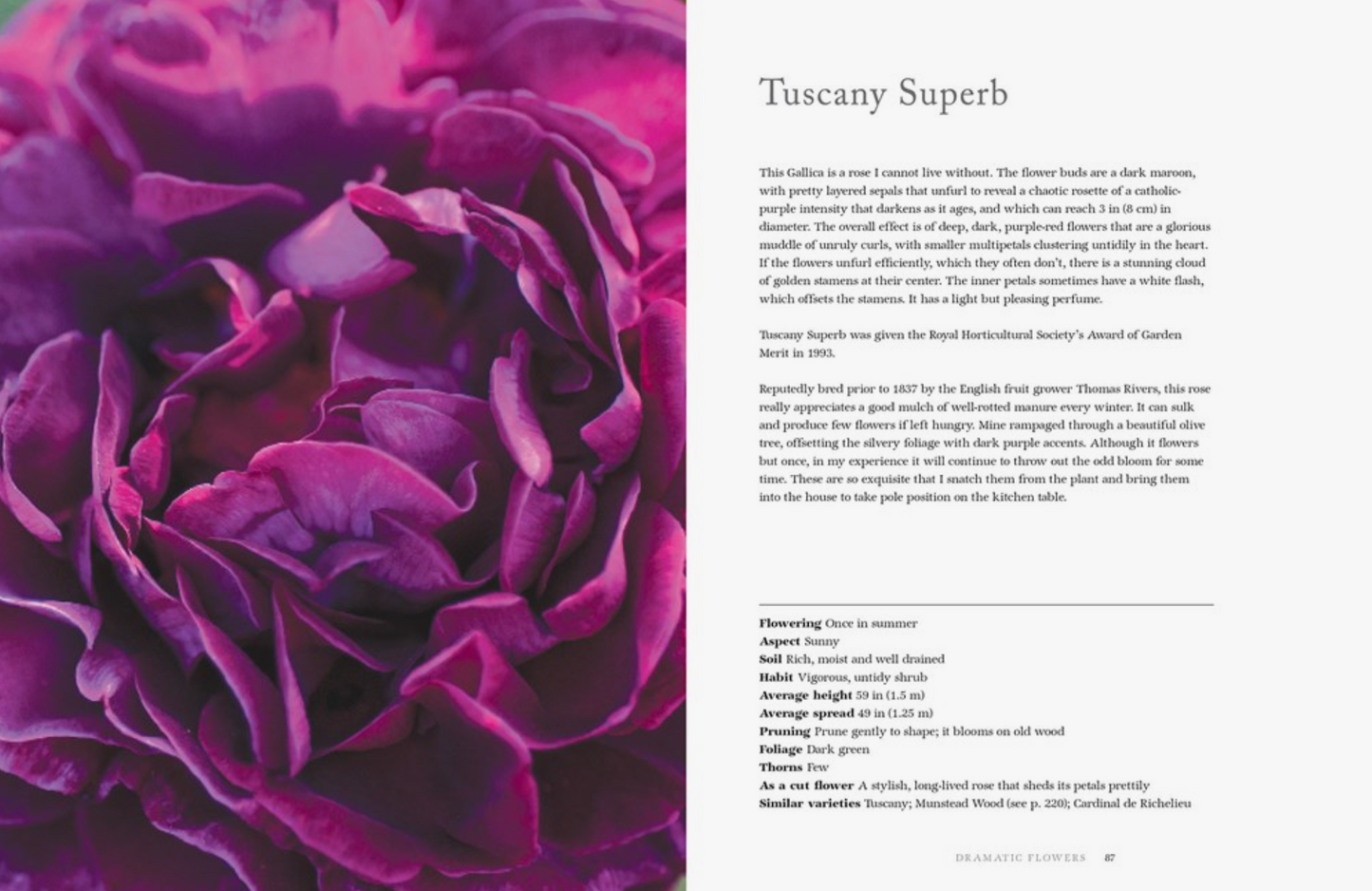 Vintage Roses: Beautiful Varieties For Home & Garden