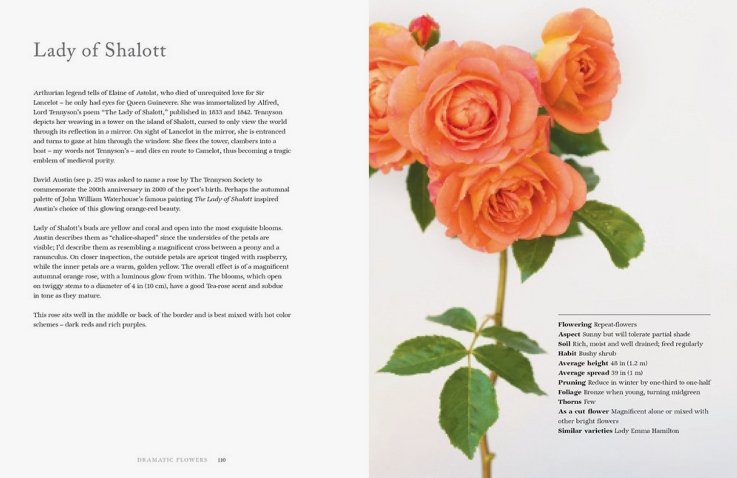Vintage Roses: Beautiful Varieties For Home & Garden